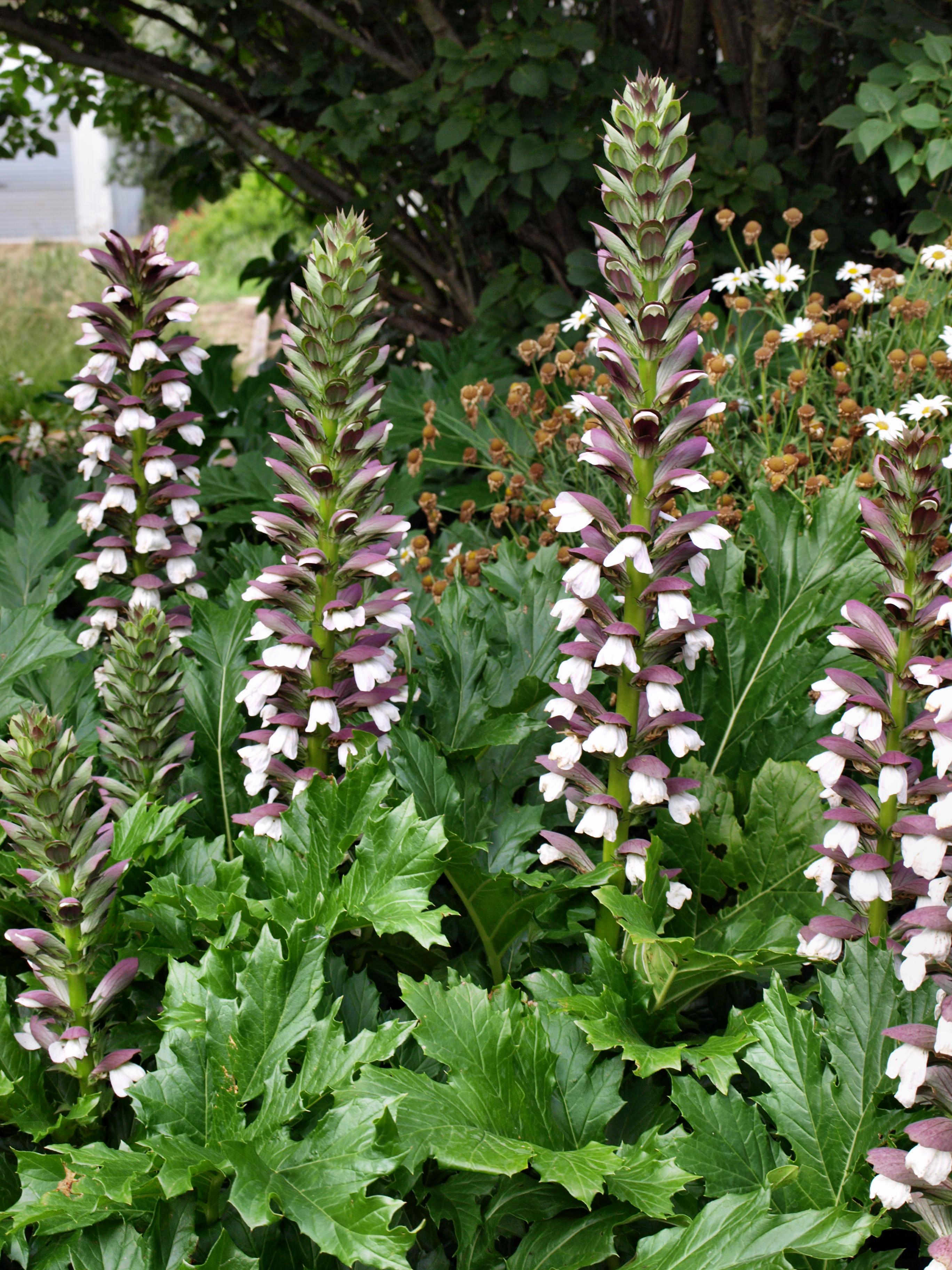 Acanthus mollis
